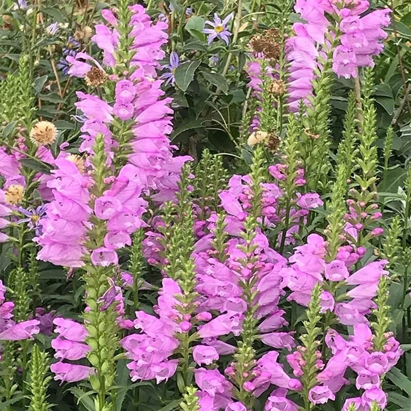 Obedient Plant Seeds - Flower Plant