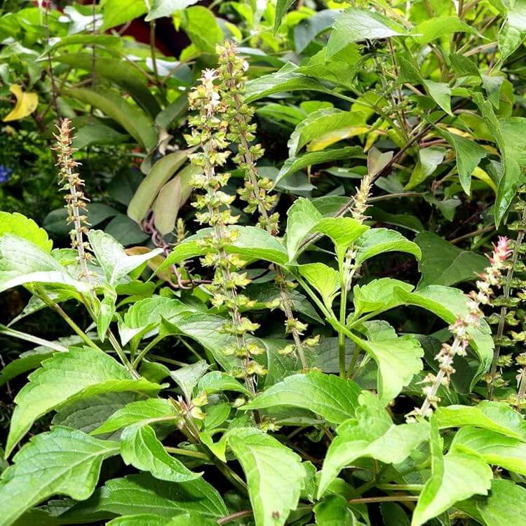 Ocimum Gratissimum Seeds - Herbal plant