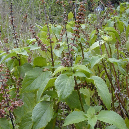 Ocimum Gratissimum Seeds - Herbal plant