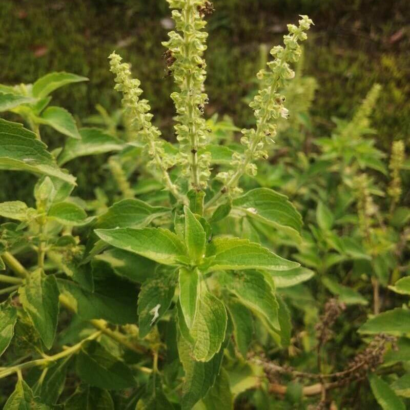 Ocimum Gratissimum Seeds - Herbal plant