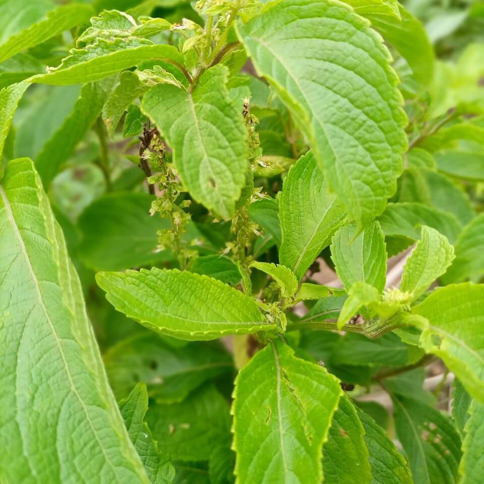 Ocimum Gratissimum Seeds - Herbal plant