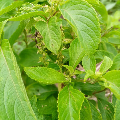 Ocimum Gratissimum Seeds - Herbal plant