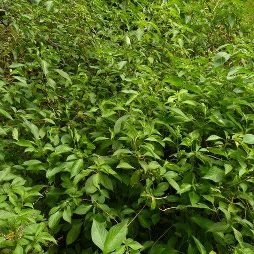 Ocimum Gratissimum Seeds - Herbal plant