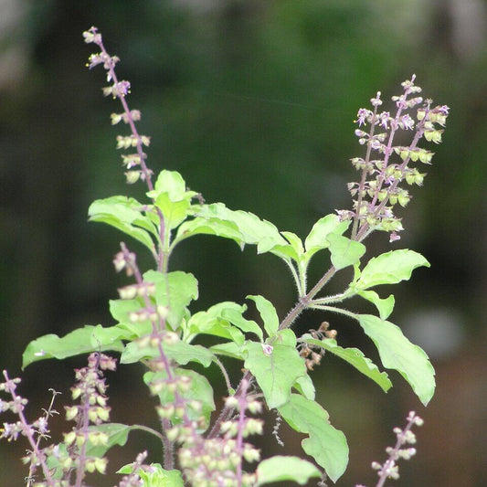 Ocimum Sanctum Holy Basil Seeds - Herbal Plant