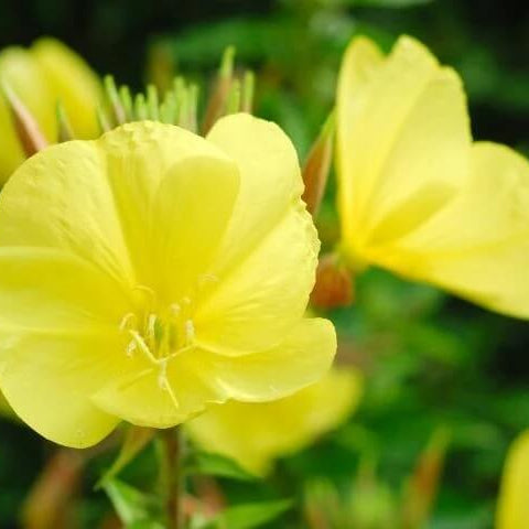 Oenothera Biennis Seeds - Herbal Plant