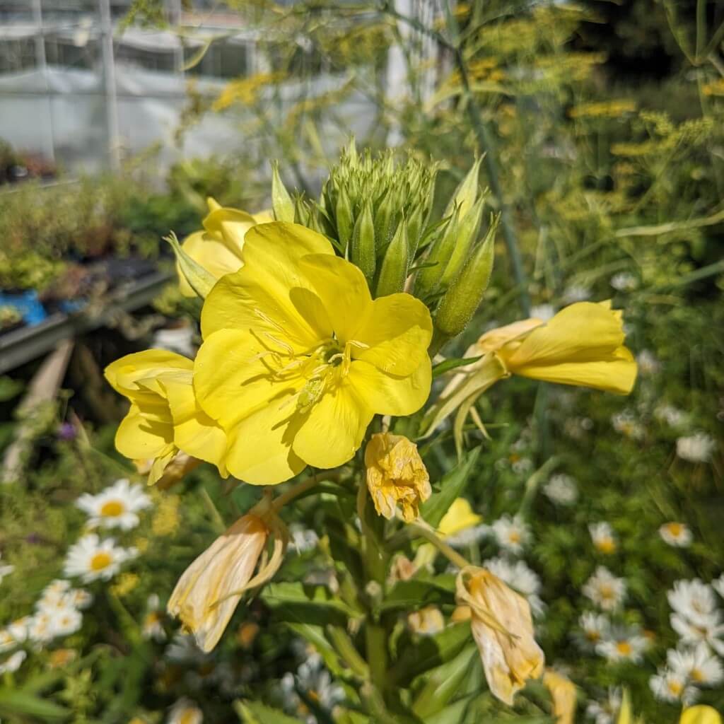Oenothera Biennis Seeds - Herbal Plant