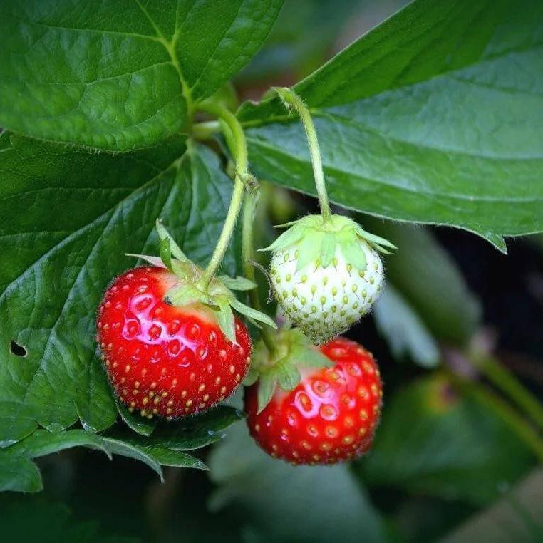 Ogallala Strawberry Seeds - Heirloom Fruit Plant for Home Gardens