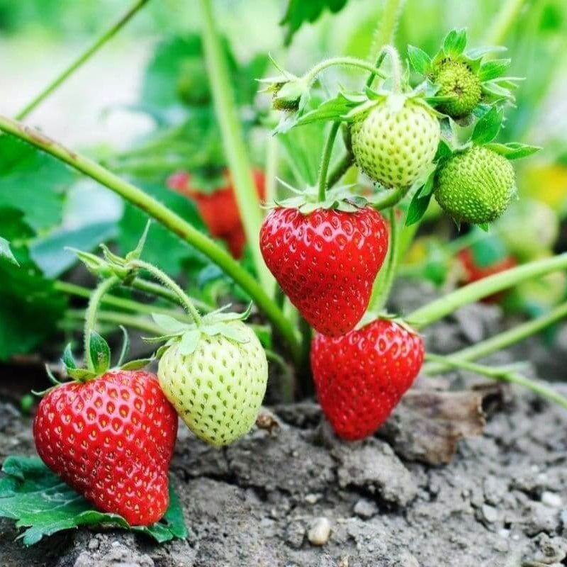 Ogallala Strawberry Seeds - Heirloom Fruit Plant for Home Gardens