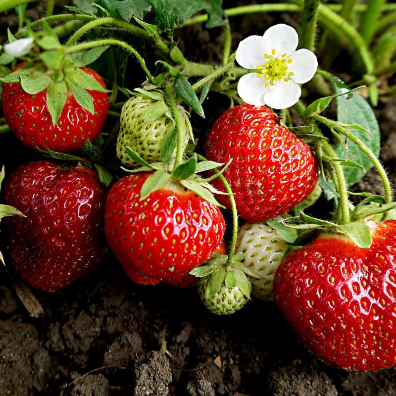 Ogallala Strawberry Seeds - Heirloom Fruit Plant for Home Gardens