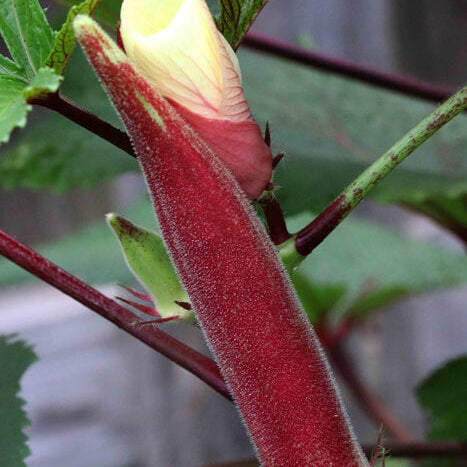 Okinawa Pink Okra Seeds