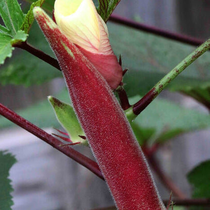 Okinawa Pink Okra Seeds
