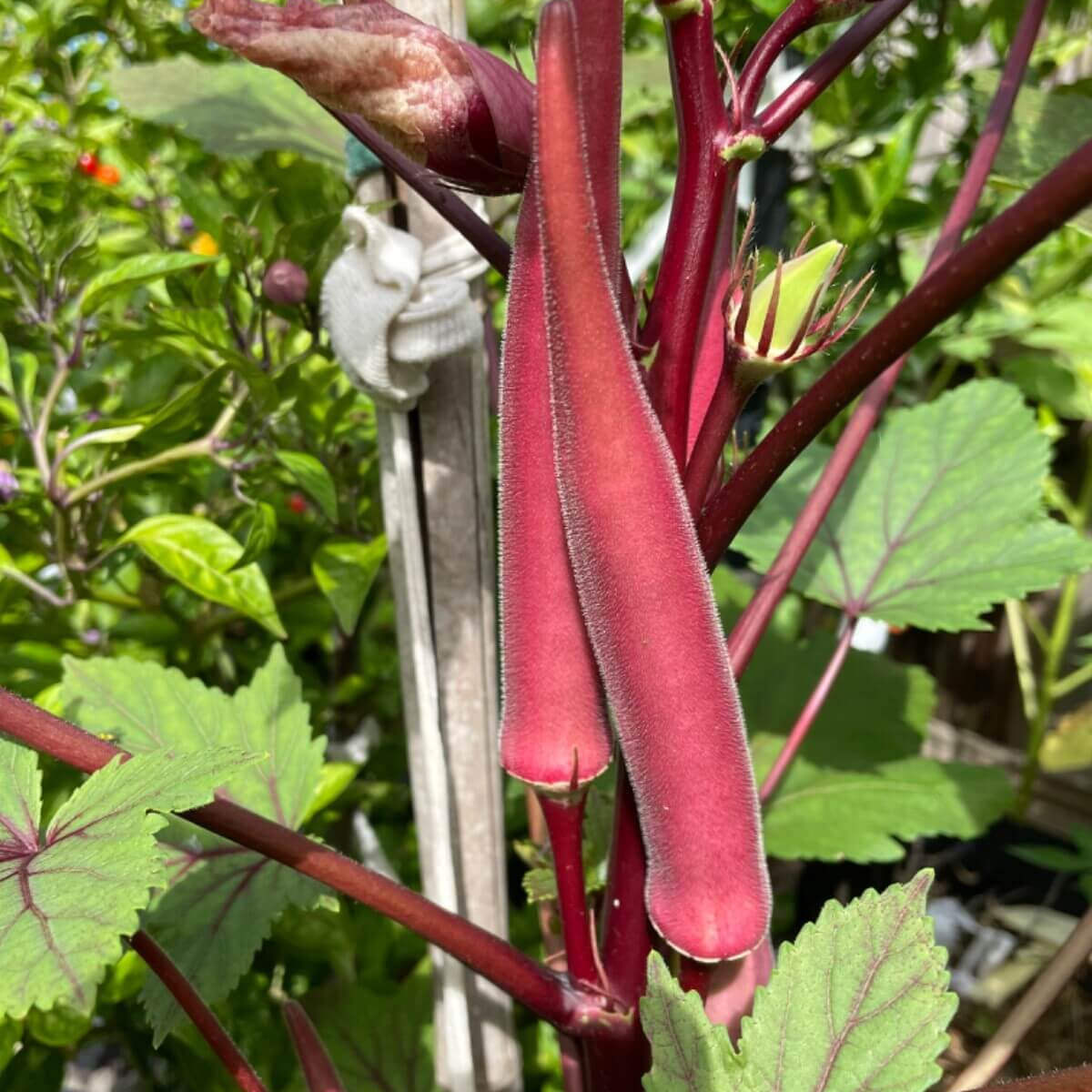 Okinawa Pink Okra Seeds