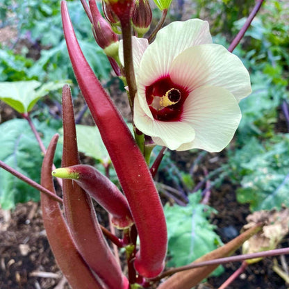 Okinawa Pink Okra Seeds