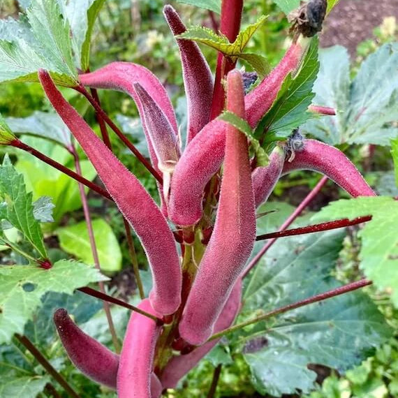 Okinawa Pink Okra Seeds