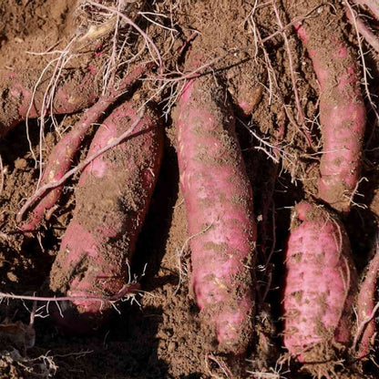 Okinawa Sweet Potato Seeds