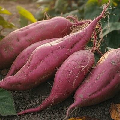 Okinawa Sweet Potato Seeds