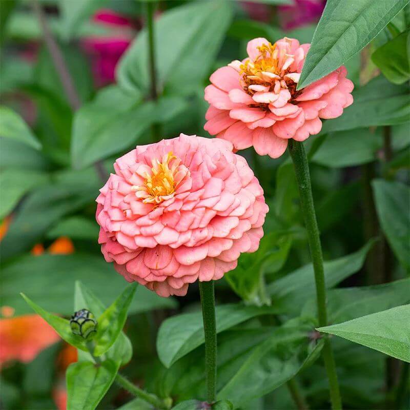 Oklahoma Salmon Zinnia Seeds - Heirloom Flower Plant for Home Gardens