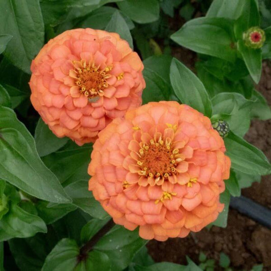 Oklahoma Zinnia Seeds - Heirloom Flower Plant for Home Gardens