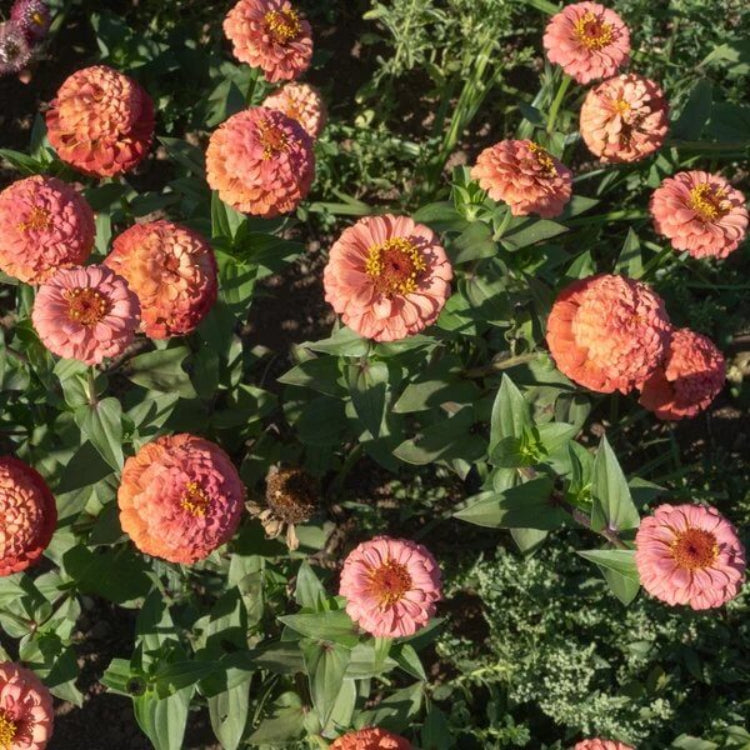 Oklahoma Zinnia Seeds - Heirloom Flower Plant for Home Gardens