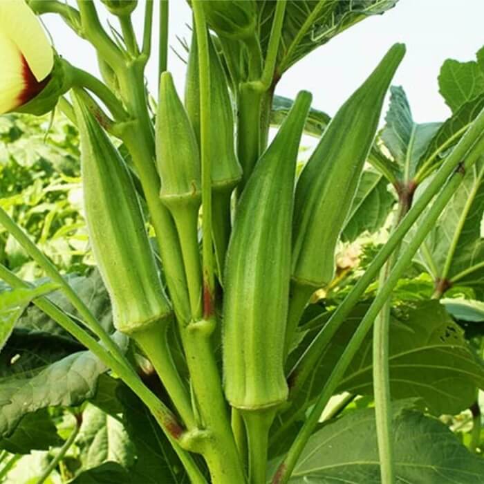 Okra Seeds