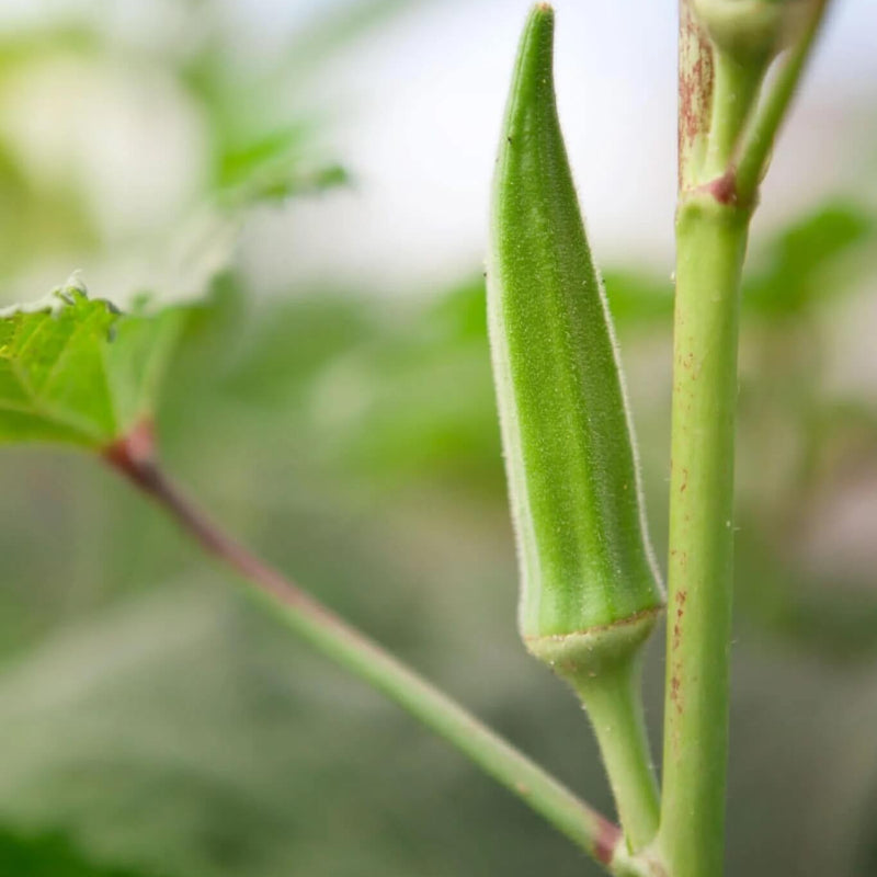 Okra Seeds