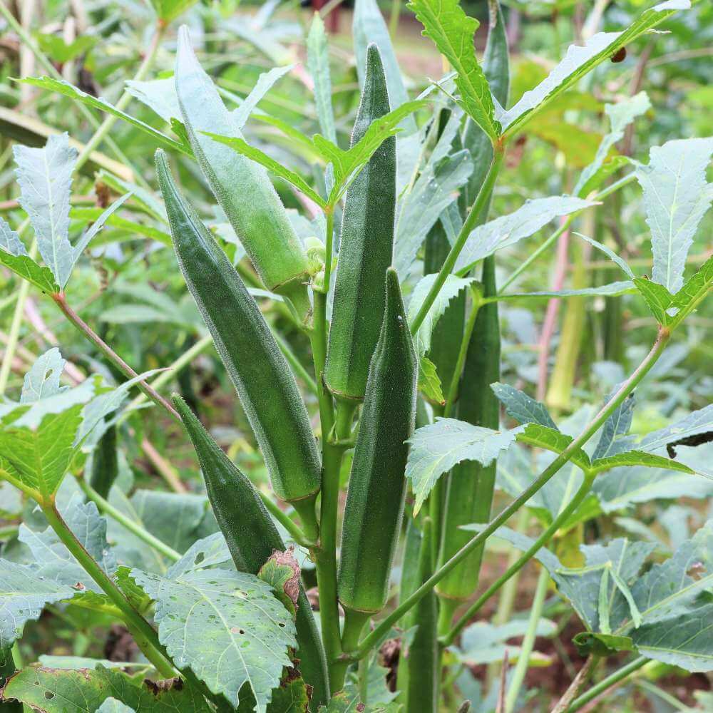 Okra Seeds