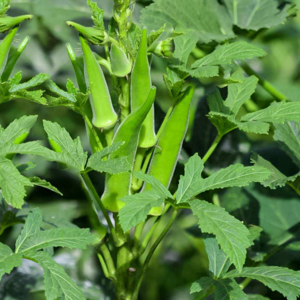 Okra Seeds