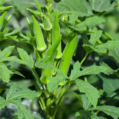 Okra Seeds