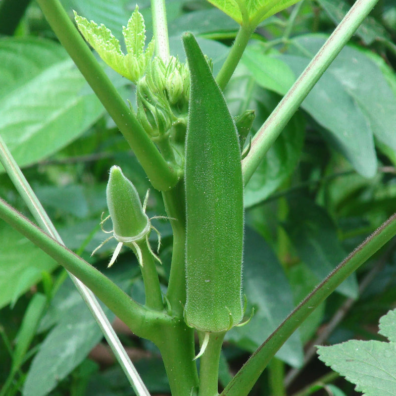 Okra Seeds