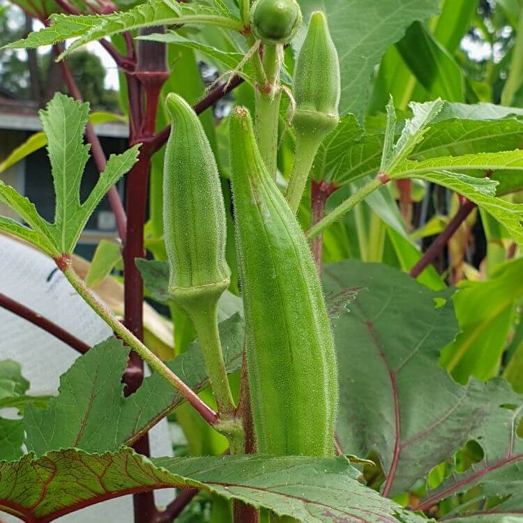 Okra Seeds