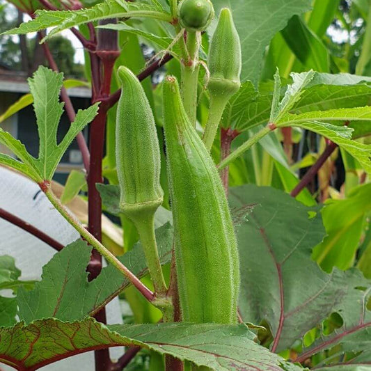 Okra Seeds
