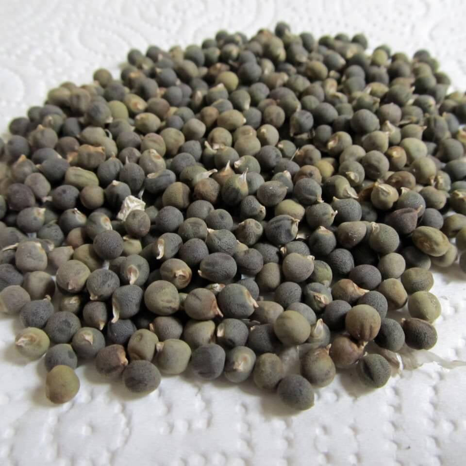 Okra Seeds