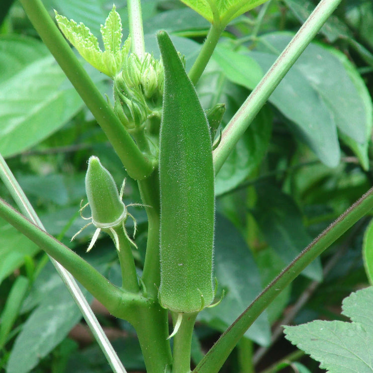 Okra seeds - Vegetable Plant