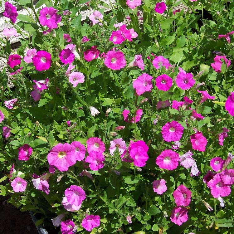Old Fashioned Petunia Mix seeds