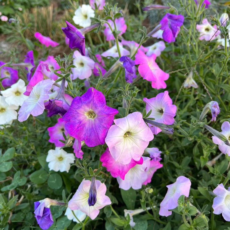 Old Fashioned Petunia Mix seeds