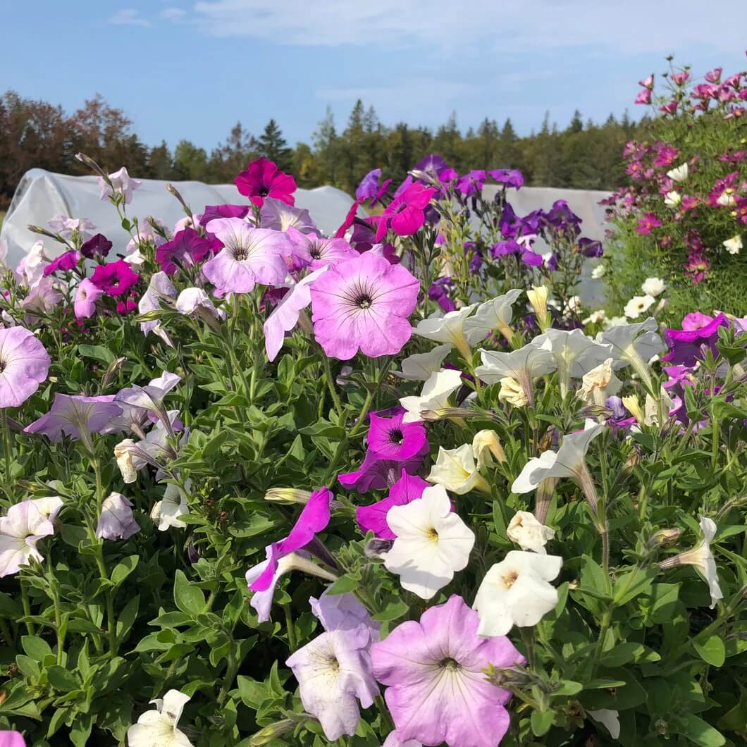 Old Fashioned Petunia Mix seeds
