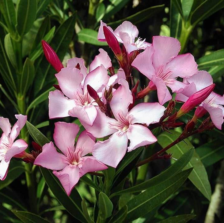 Oleander Seeds - Flower Plant