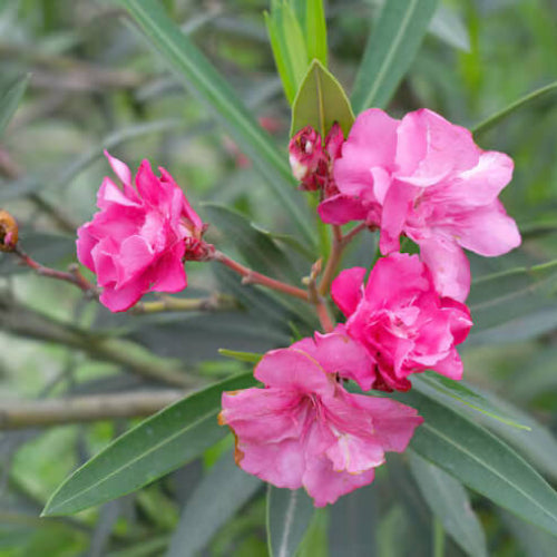 Oleander Seeds - Flower Plant