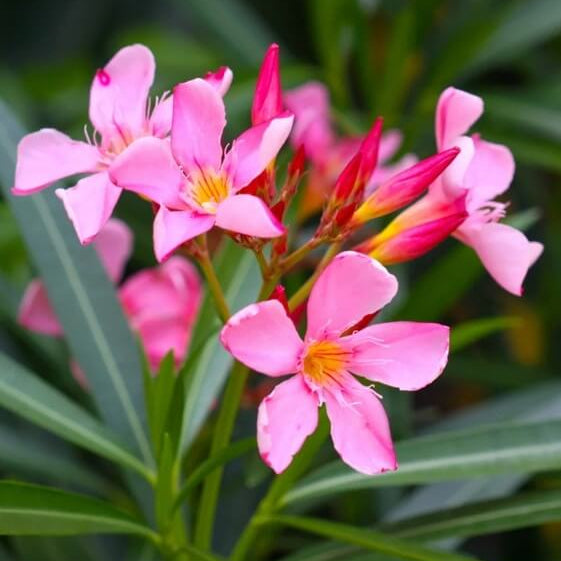 Oleander Seeds - Flower Plant