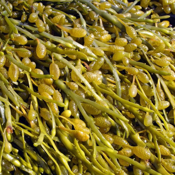 Olive Brown Seaweed Seeds