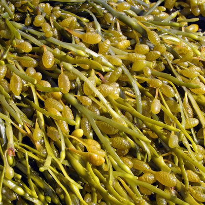 Olive Brown Seaweed Seeds