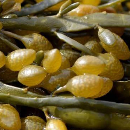 Olive Brown Seaweed Seeds