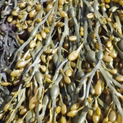 Olive Brown Seaweed Seeds
