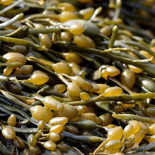 Olive Brown Seaweed Seeds