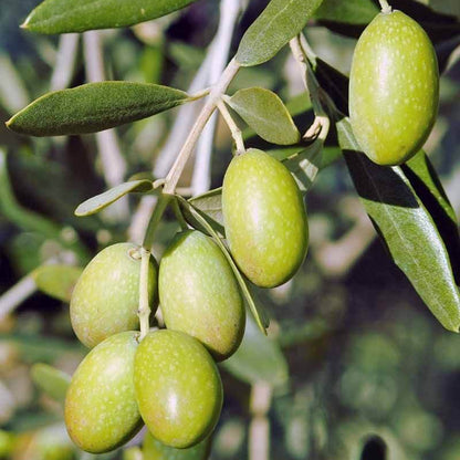 Olive Seeds - Fruit Plant for Home Gardens
