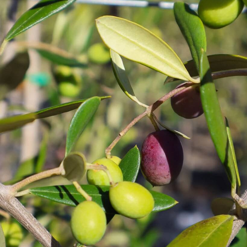 Olive Seeds - Fruit Plant for Home Gardens