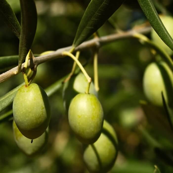 Olive Seeds - Fruit Plant for Home Gardens