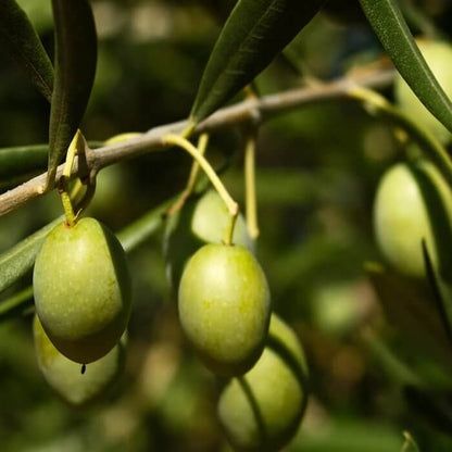 Olive Seeds - Fruit Plant for Home Gardens