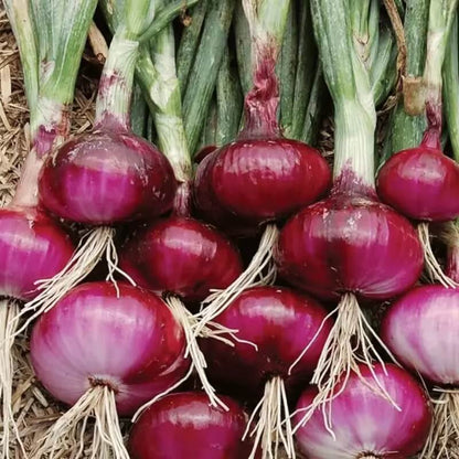 Onion Seeds