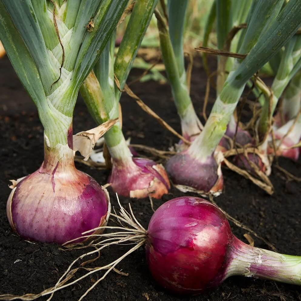 Onion Seeds